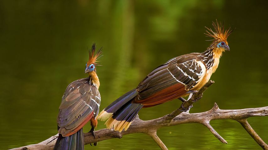 Two hoatzins, perched in Brazil 