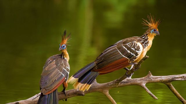 Two hoatzins, perched in Brazil