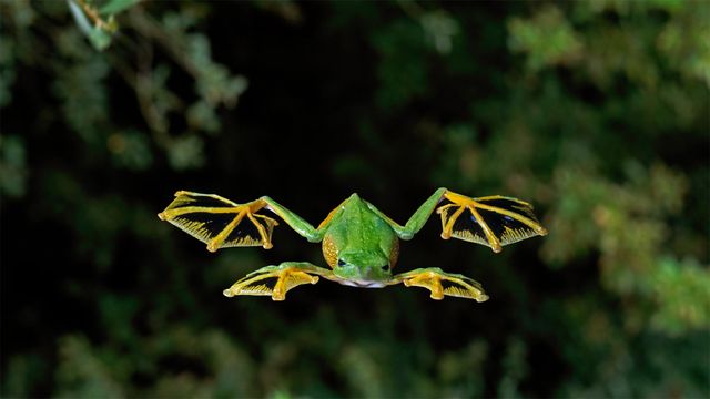 A Wallace's flying frog glides to the forest floor