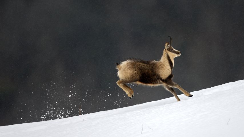 法国国家公园比利牛斯山脉的岩羚羊