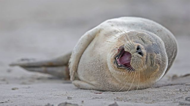 It’s our birthday too, yeah! Harbour seal pup lying on the beach, Heligoland, Germany