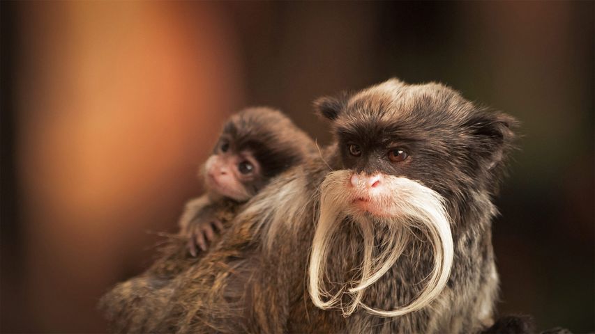 A bearded emperor tamarin monkey carrying a baby