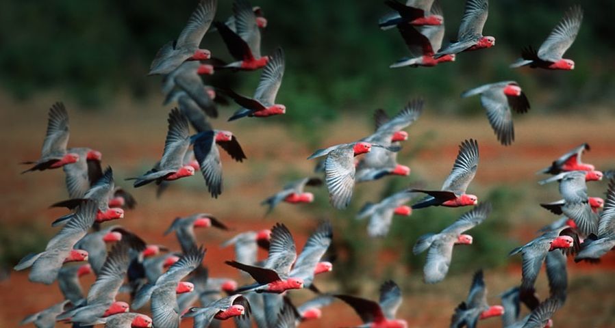 Flock of Rose-Breasted Cockatoos in Australia