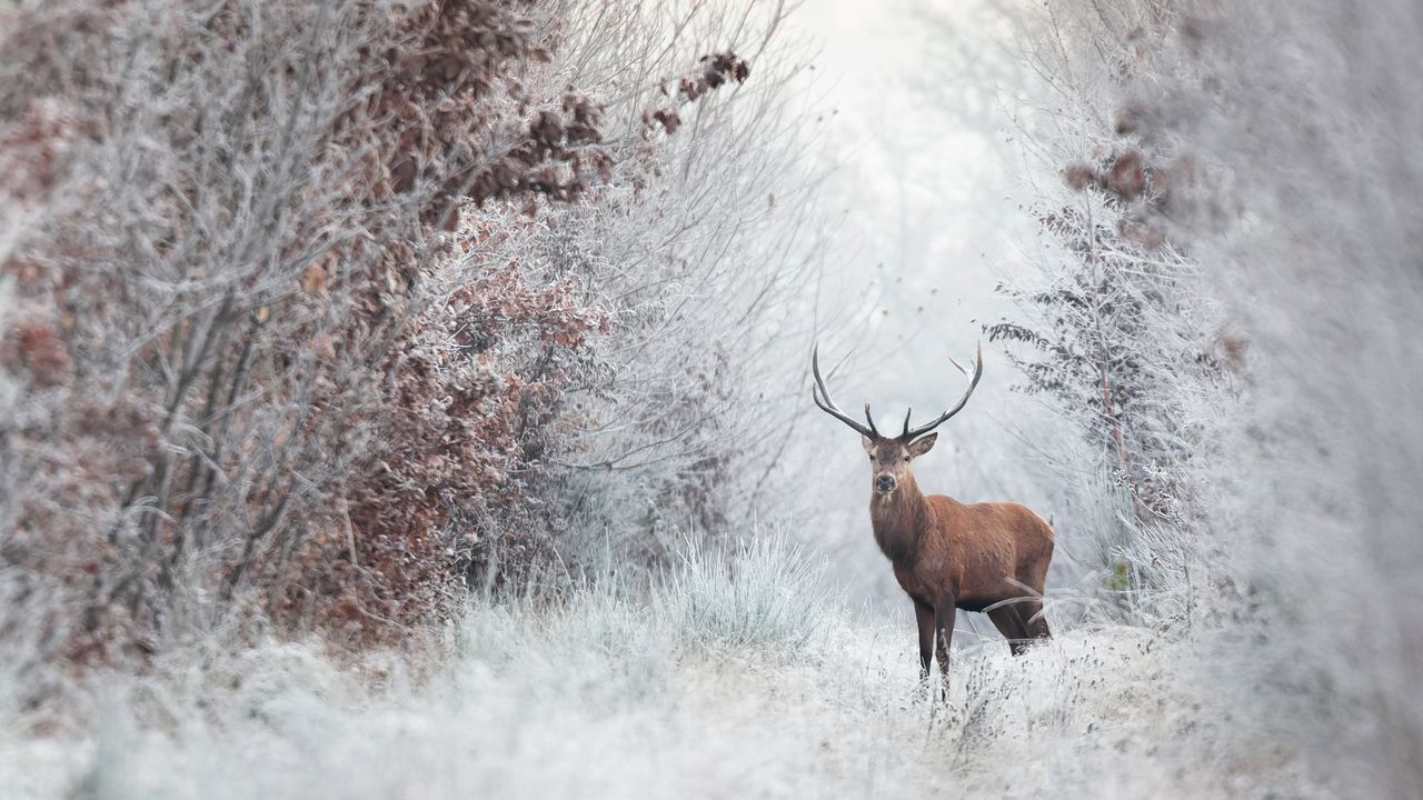 Cerf élaphe, forêt de Rambouillet,  Île-de-France