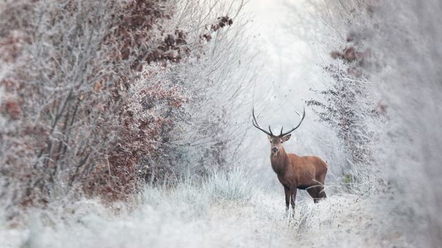 Cerf élaphe, forêt de Rambouillet,  Île-de-France