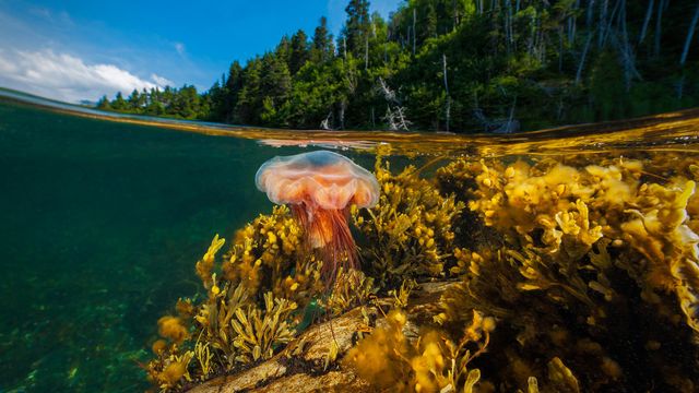 A lion’s mane jellyfish drifts in Gros Morne National Park, Newfoundland 