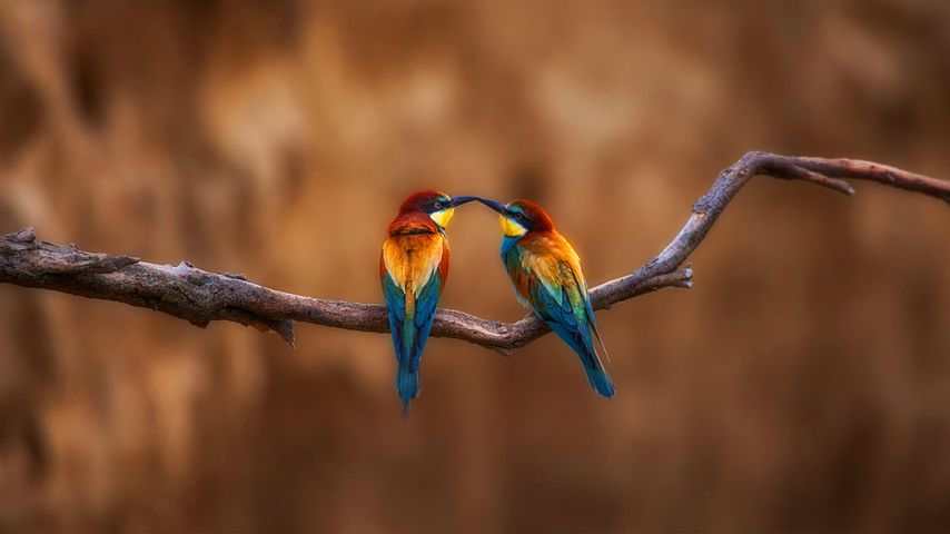 两只小鸟在树枝上休息