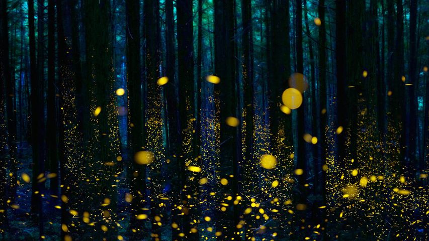 被萤火虫照亮的小树林，日本四国岛 