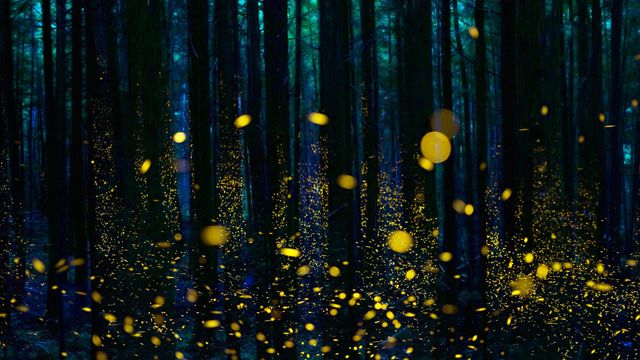 Fireflies illuminate a forest in Shikoku, Japan