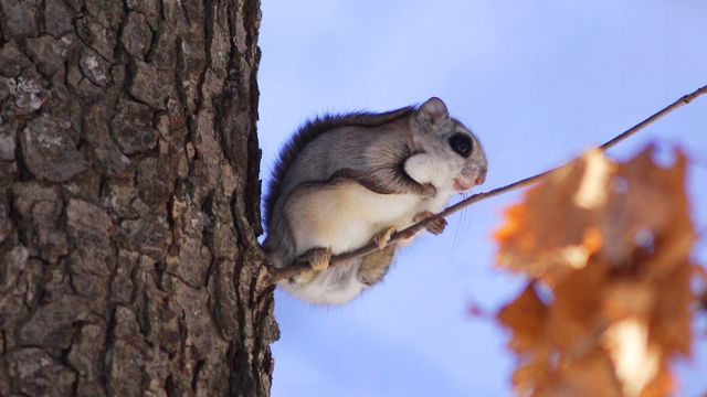 Japanese dwarf flying squirrel