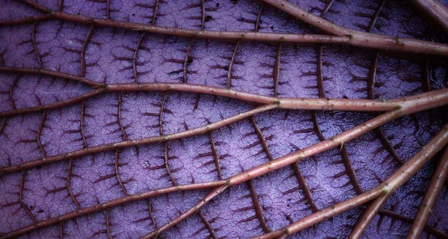 Detail of the underside of a giant Amazon water lily, Amazonas State, Brazil