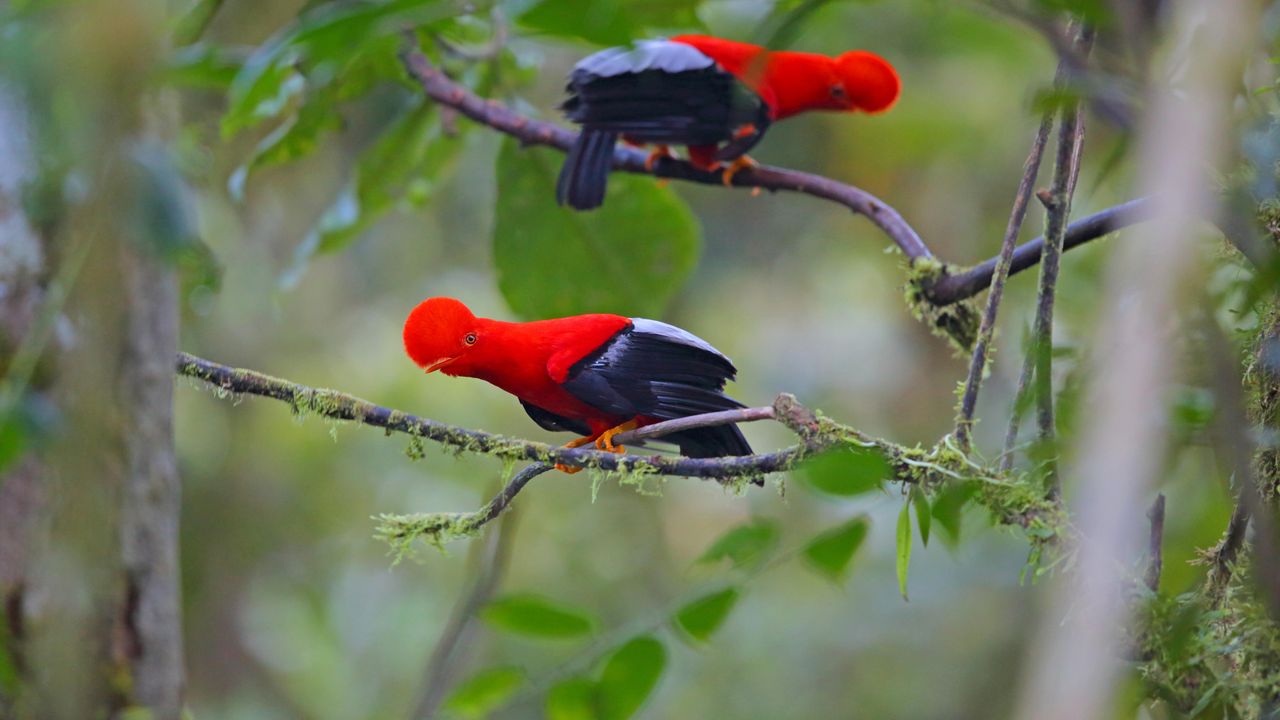 Andenfelsenhähne, Ecuador