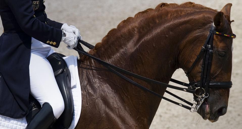 Dressage horse and rider