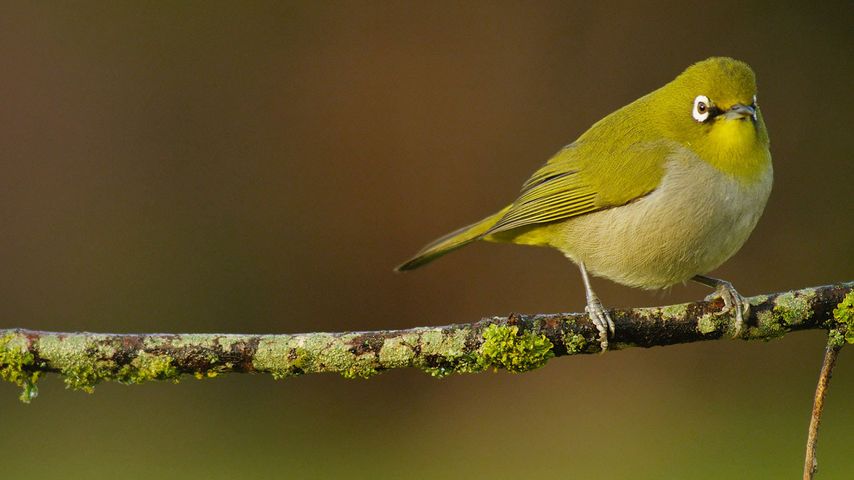 A Cape white-eye perched 