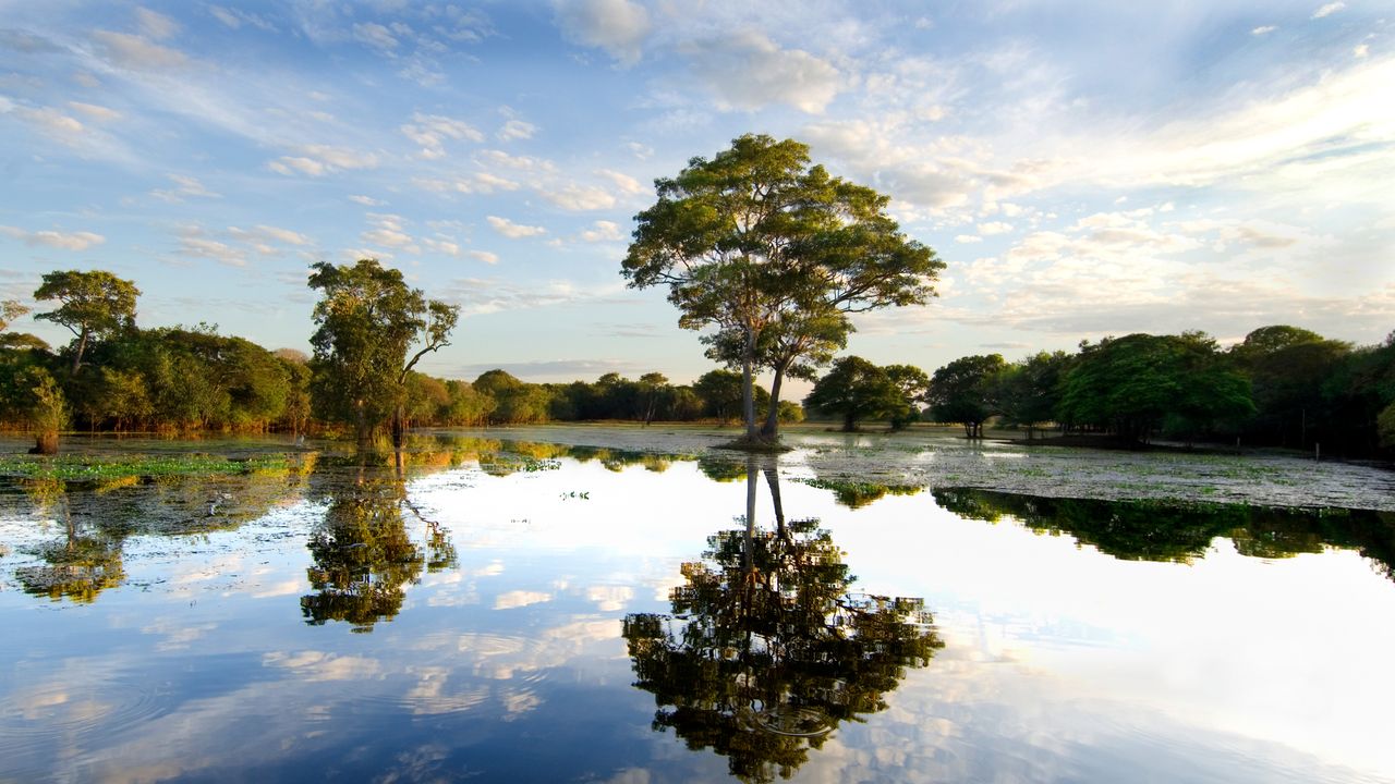 One wild wetland