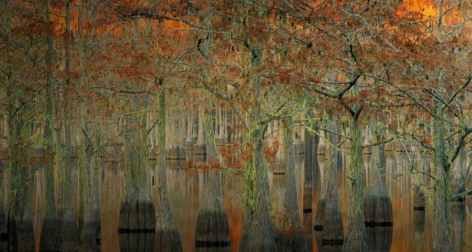 Cyprès se reflétant dans un lac, parc d’État George L. Smith près de Metter, Georgie, États-Unis