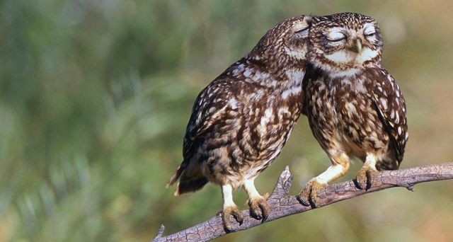 スベトラーナ　森の中の少女とフクロウ PECKERS_探鳥家 特別展「鳥」公式トリバサダー on X: 