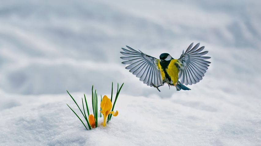 Great tit and yellow crocuses