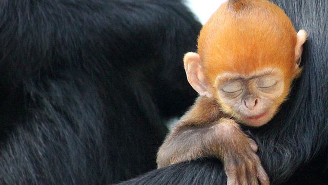 Francois' langur infant with mother
