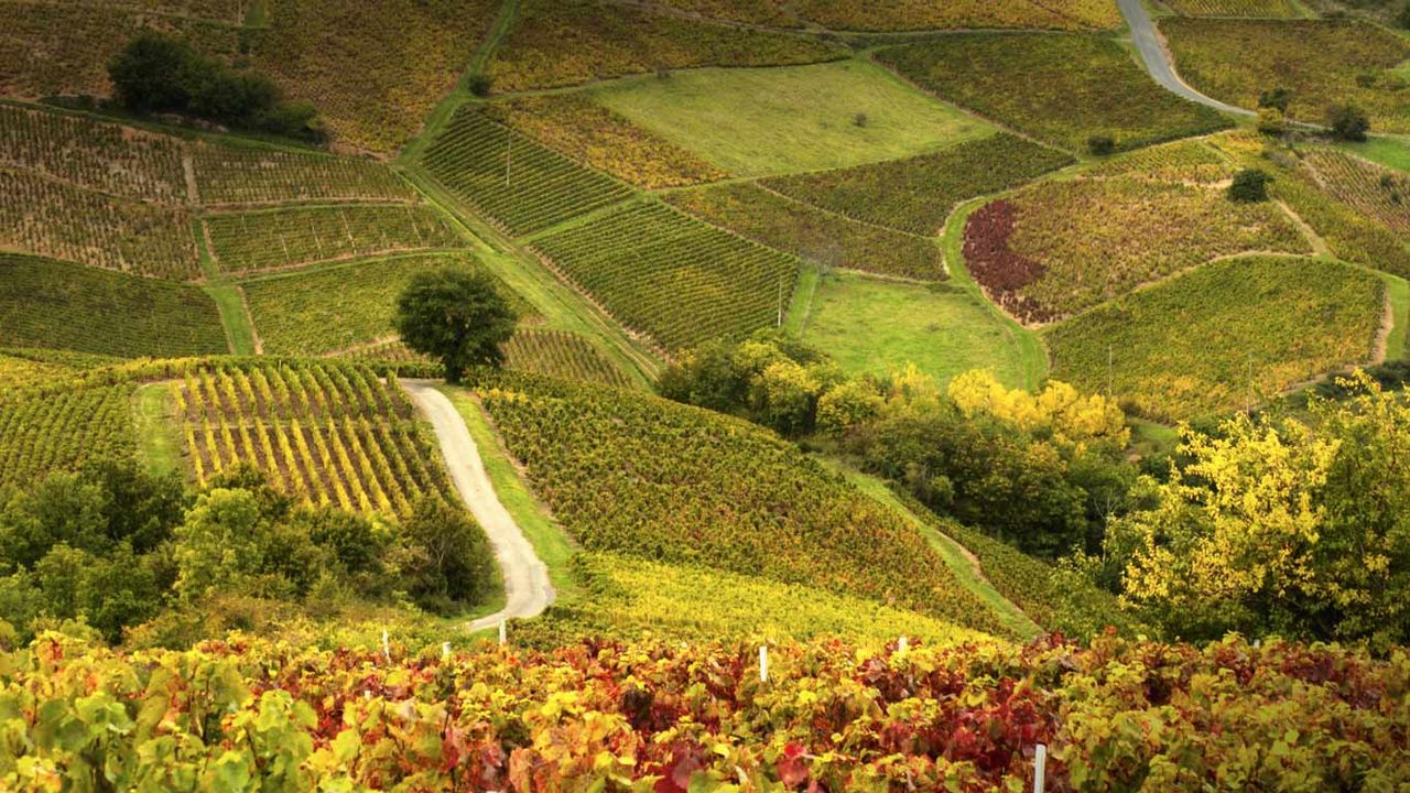 Vineyards in Beaujolais Region, France