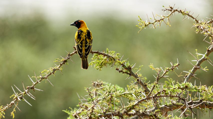 An avian artisan