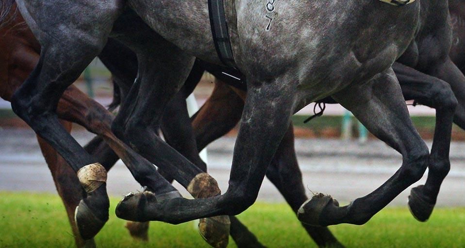 Queen's Birthday Raceday.  MELBOURNE, AUSTRALIA - JUNE 09: A detail of horses legs as they race in the 2012 All Victorian Sprint Series Heat 6 during Queen's Birthday Raceday at Flemington Racecourse on June 9, 2012 in Melbourne, Australia.