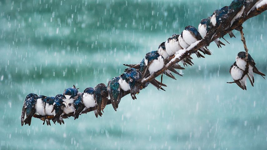Surreal swallows in a spring snowstorm in Whitehorse, Yukon 