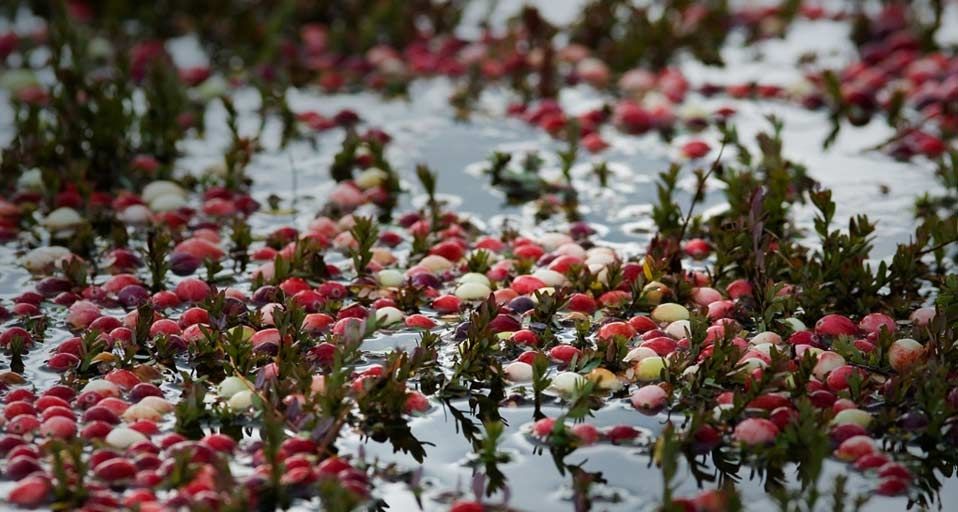 Cranberries floating on the water's surface in Harwich, Massachusetts