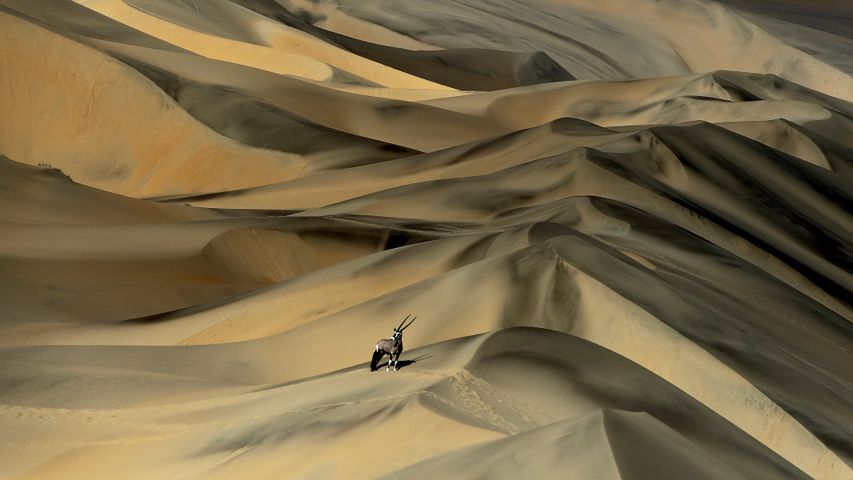 Gemsbok (Oryx gazella) em dunas de areia, Namíbia