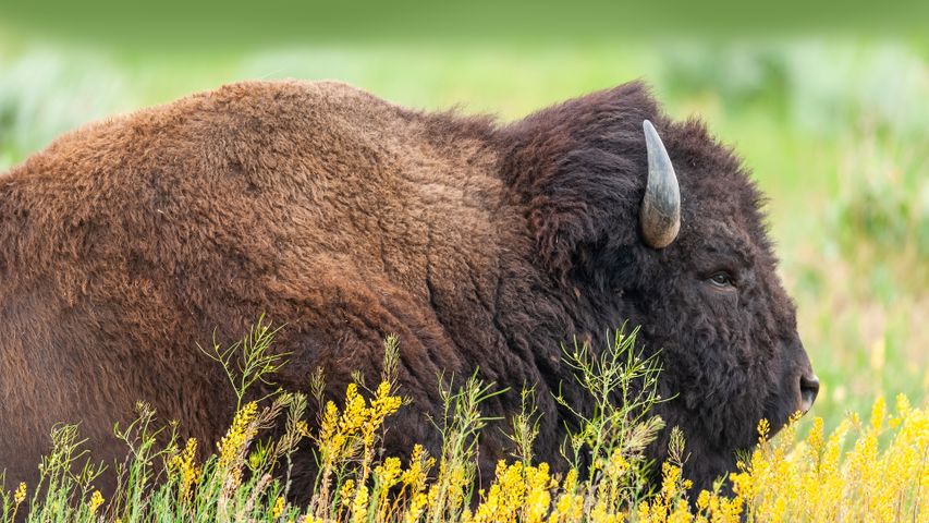 American bison in Grand Teton National Park, Wyoming