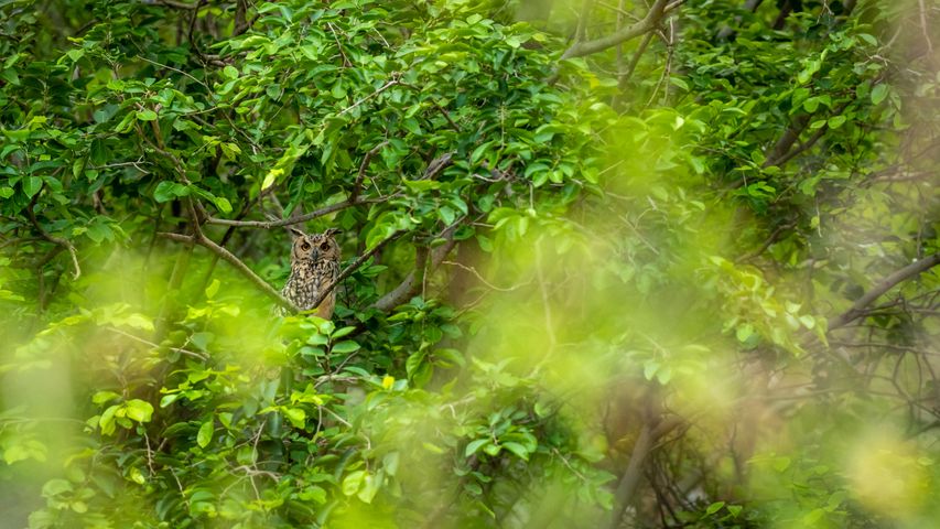 Indian eagle-owl at Jhalana Leopard Reserve in Jaipur, India