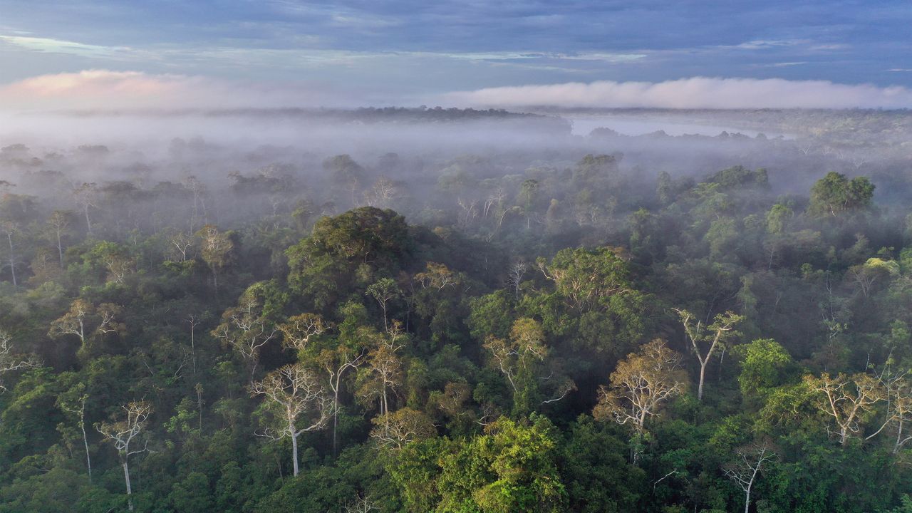 Amazon rainforest, Peru