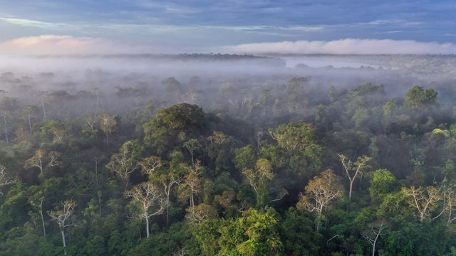 Amazon rainforest, Peru