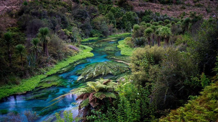 Blue Spring, sentier de Te Waihou, Nouvelle-Zélande