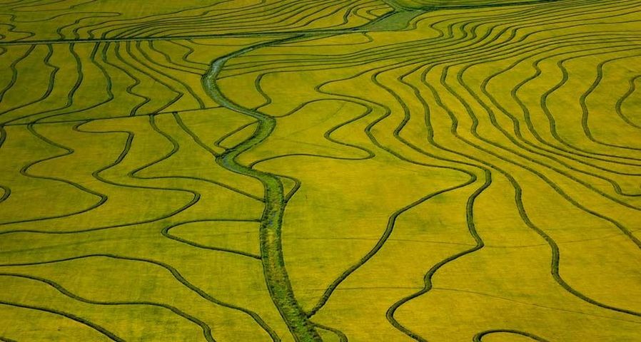 Aerial view of maturing rice fields, Uruguay