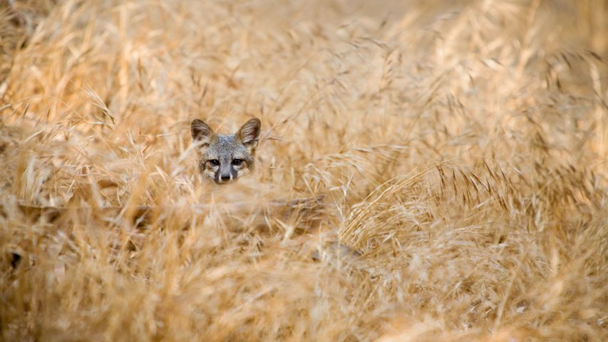 岛屿灰狐，海峡群岛国家公园，美国加利福尼亚州