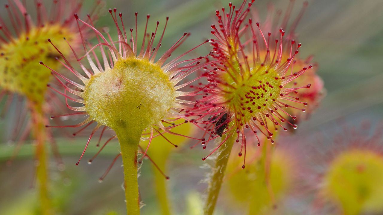 Common Sundew (Drosera rotundifolia), Prince Rupert, B.C. 