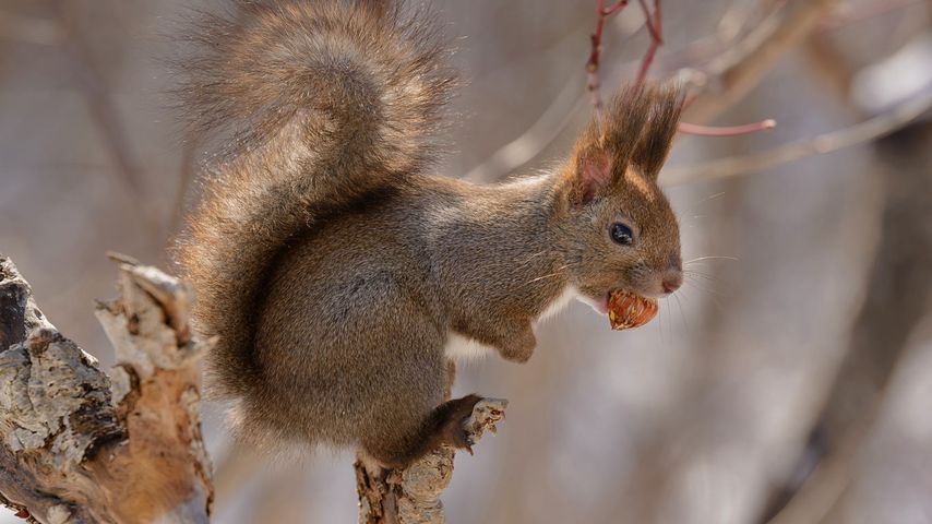 Eurasian red squirrel on Hokkaido Island, Japan