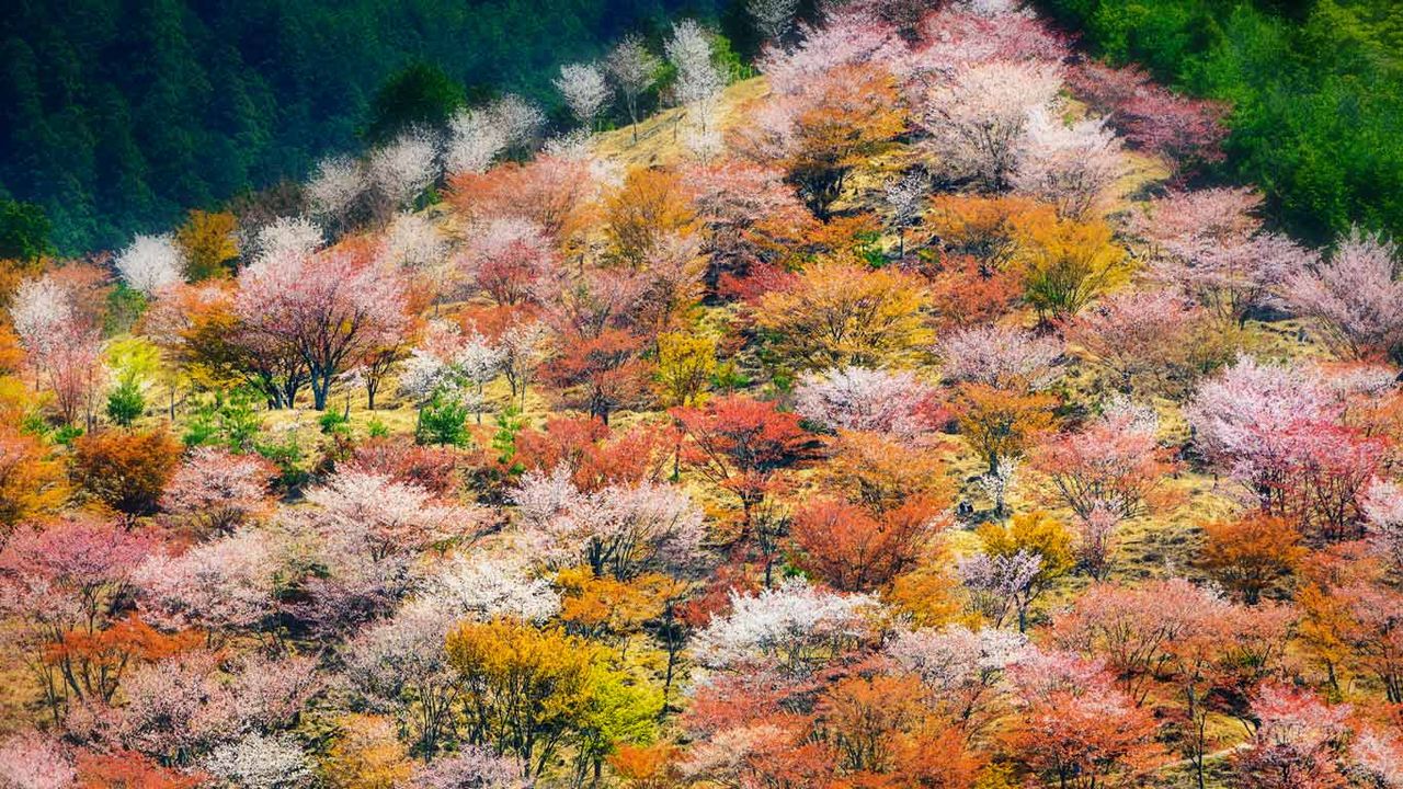 Printemps sur le mont Yoshino dans la préfecture de Nara, Japon