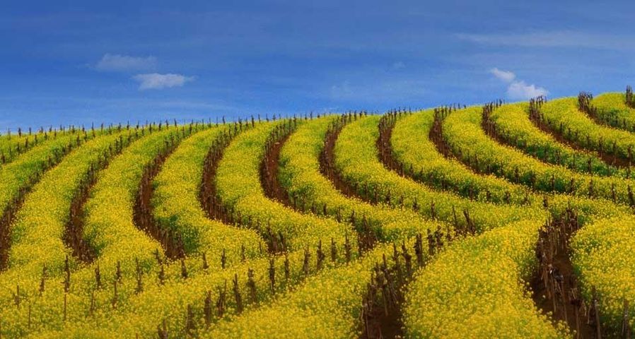 Mustard rows during springtime in a vineyard of the Carneros wine region, California, U.S.A.