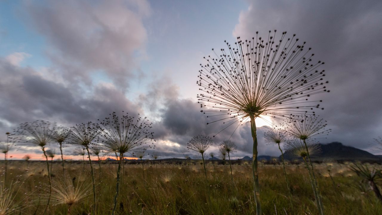 Plantas Pepalantus  Parque Nacional da Chapada dos Veadeiros, Goias, Brasil