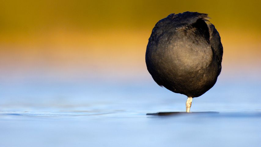 A Eurasian coot resting on one leg in Derbyshire, England 