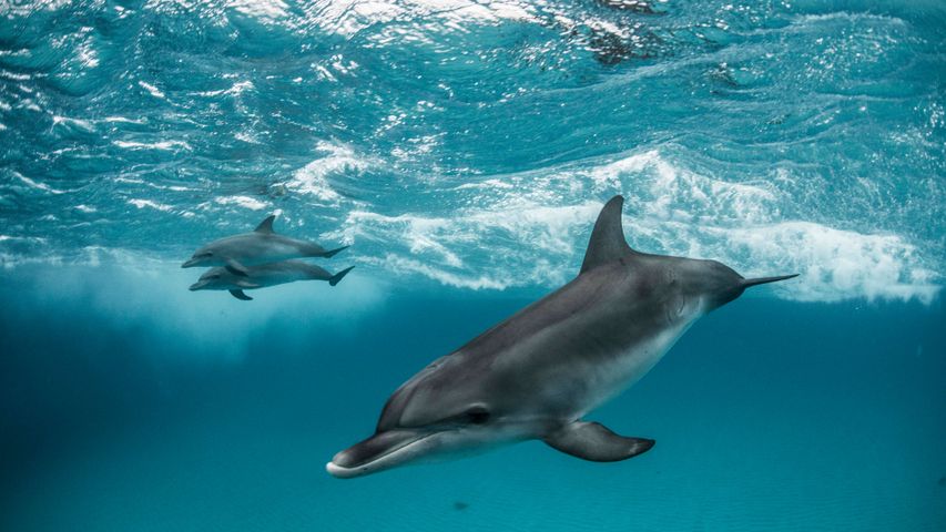 Whales and Dolphins PREMIUM Wallpapers for Windows 10