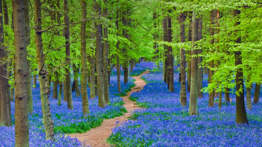A path winding through a forest carpeted with bluebells in Hertfordshire, England