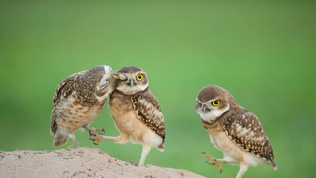 Filhotes de coruja-buraqueira recém-nascidos, Pantanal