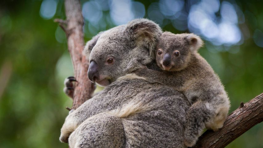 Koala mother and 8-month-old joey, Queensland, Australia