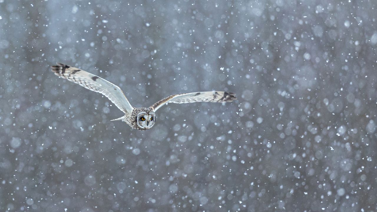 Sumpfohreule bei der Jagd im starken Schneefall