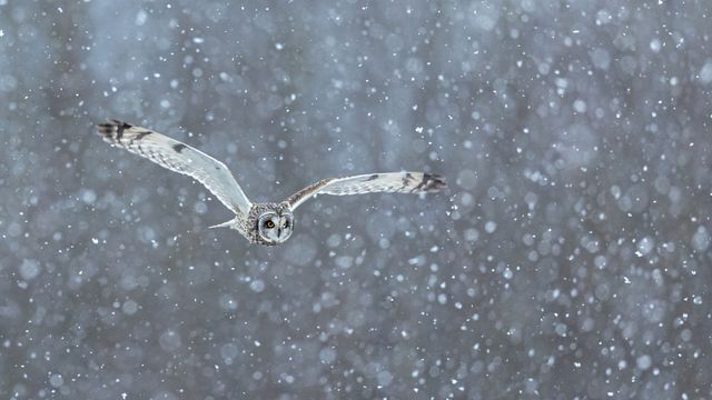 Sumpfohreule bei der Jagd im starken Schneefall