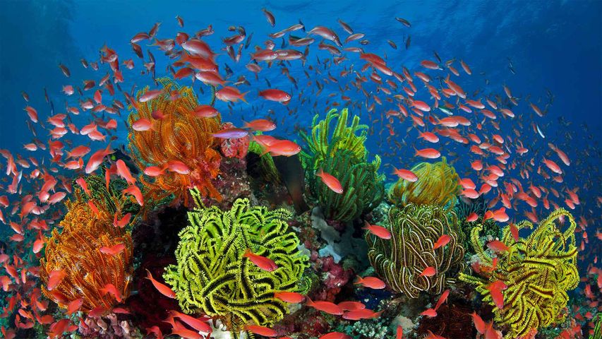 Ein Schwarm Juwelen-Fahnenbarsche in einem Korallenriff mit Haarsternen, Great Barrier Reef, Queensland, Australien