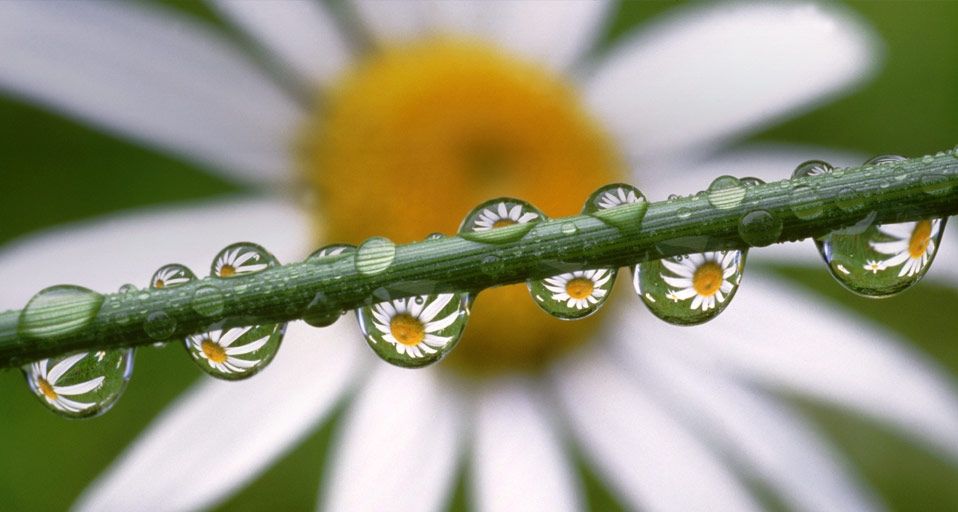Gänseblümchen spiegeln sich in Tautropfen an einem Blumenstängel – Craig Tuttle/Corbis ©